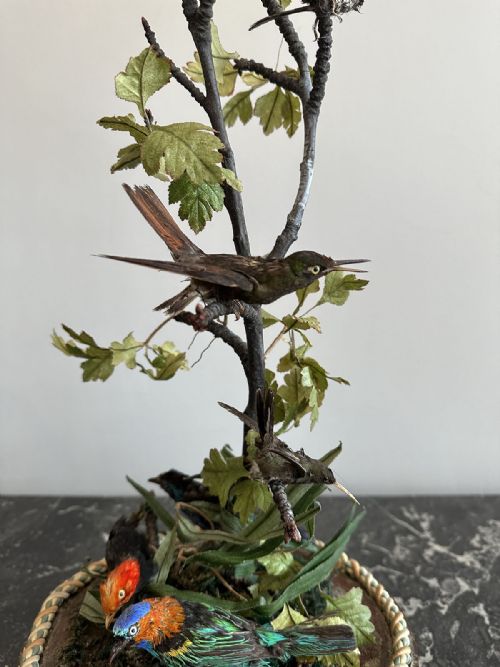 COMPOSITION OF TAXIDERMY BIRDS - ADDITIONAL PHOTO 5
