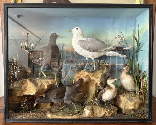 The Seagull - Antique Taxidermy