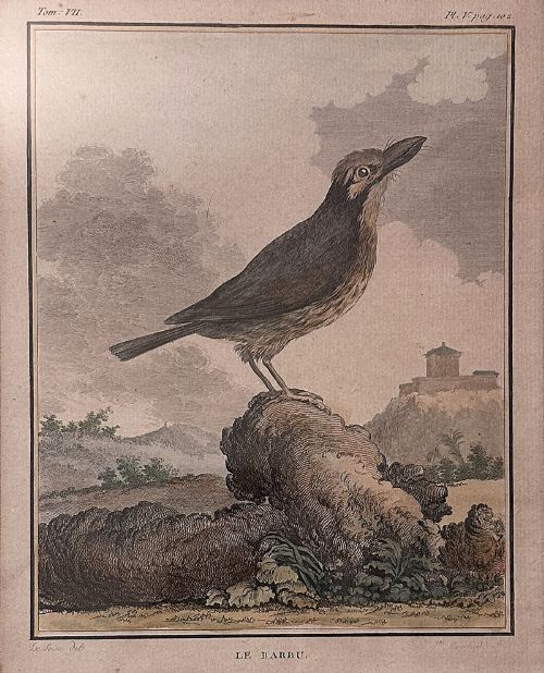 19th Century Engraving of a Bird