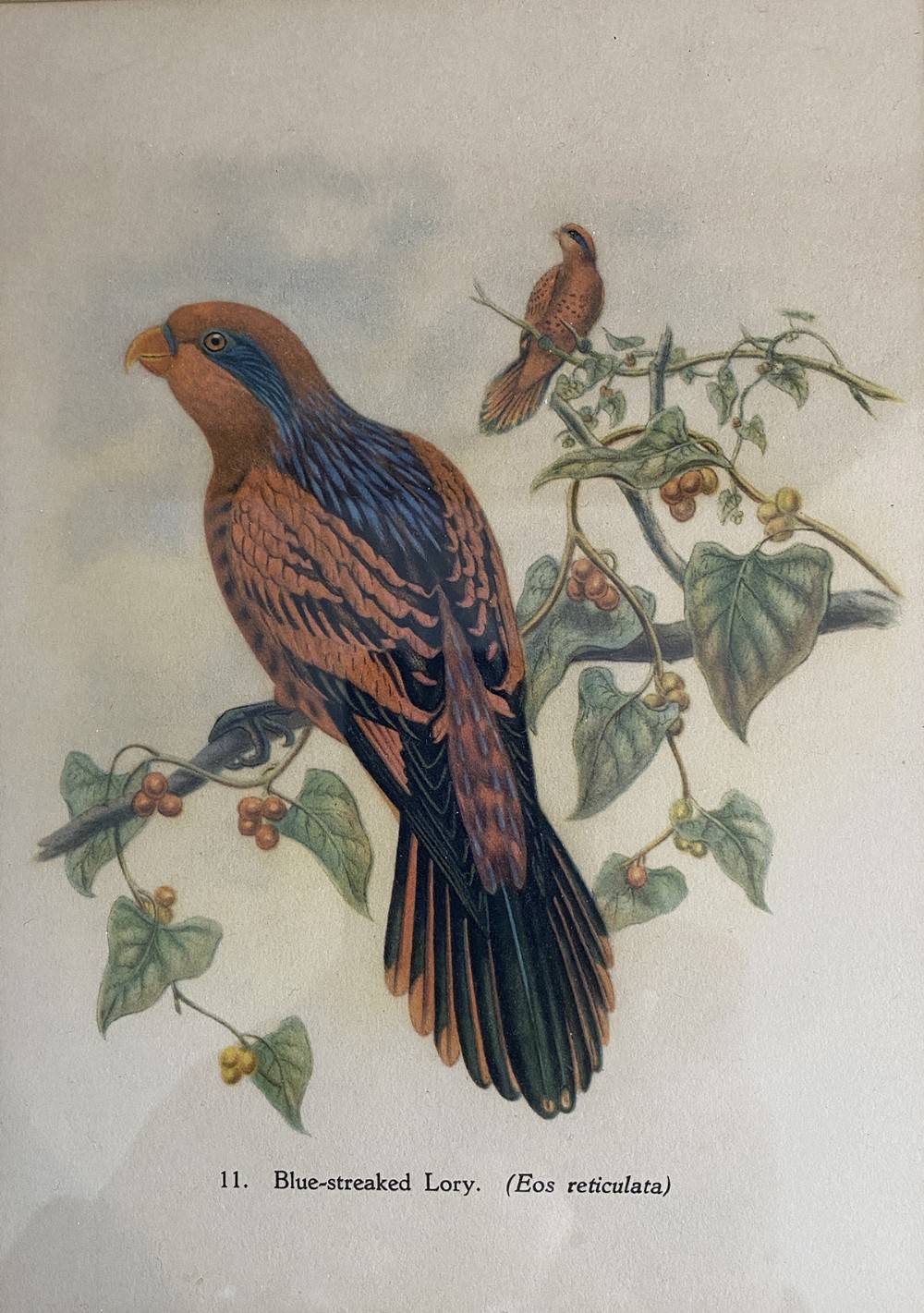 Pair of Bird Prints