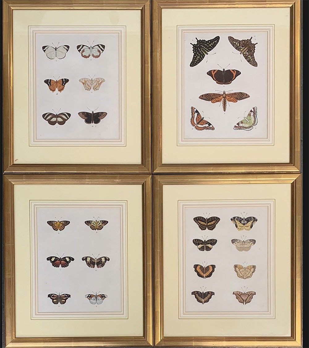 Set of Four Butterfly Prints - 19th Century
