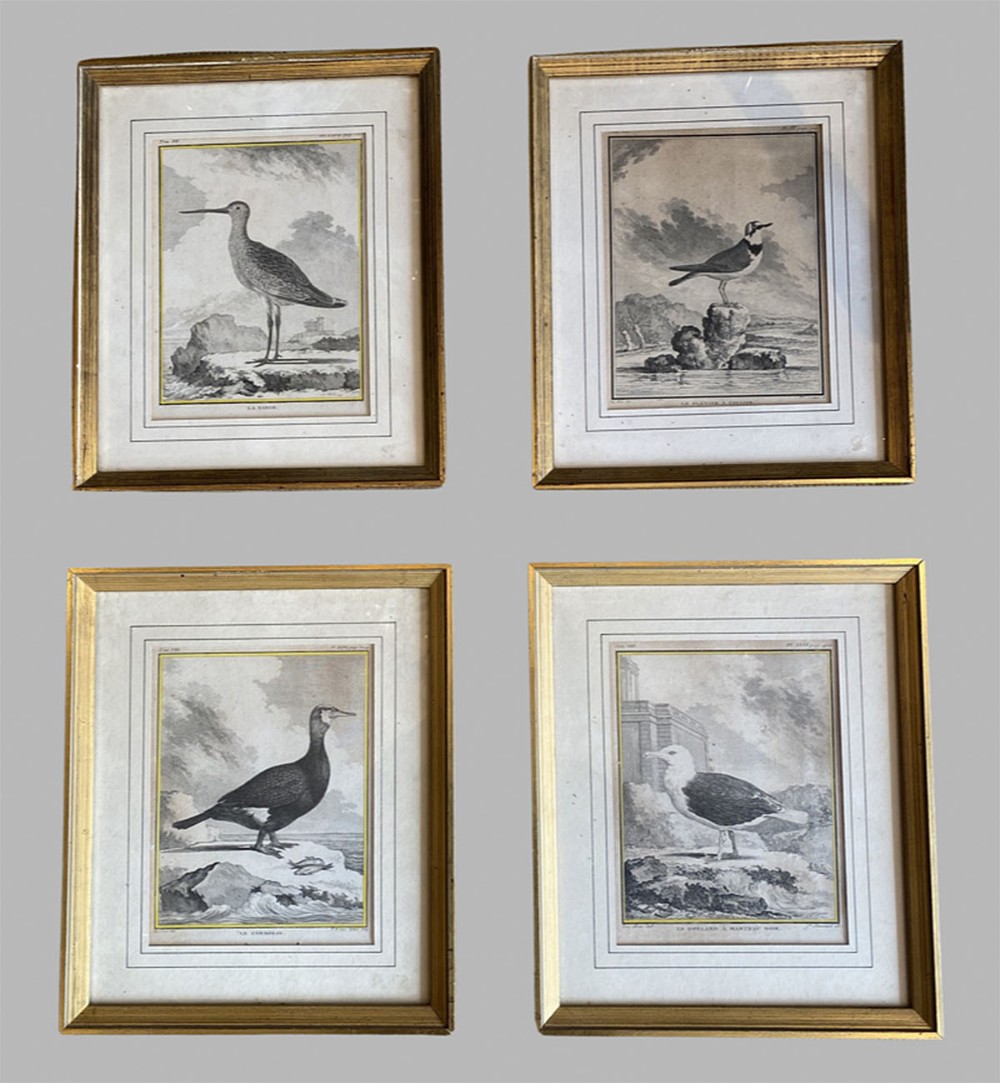 Set of Four French Sea Bird Engravings