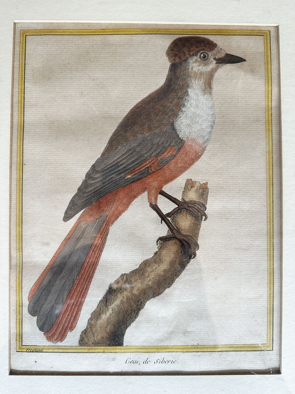 Hand Coloured Engraving - 19th Century