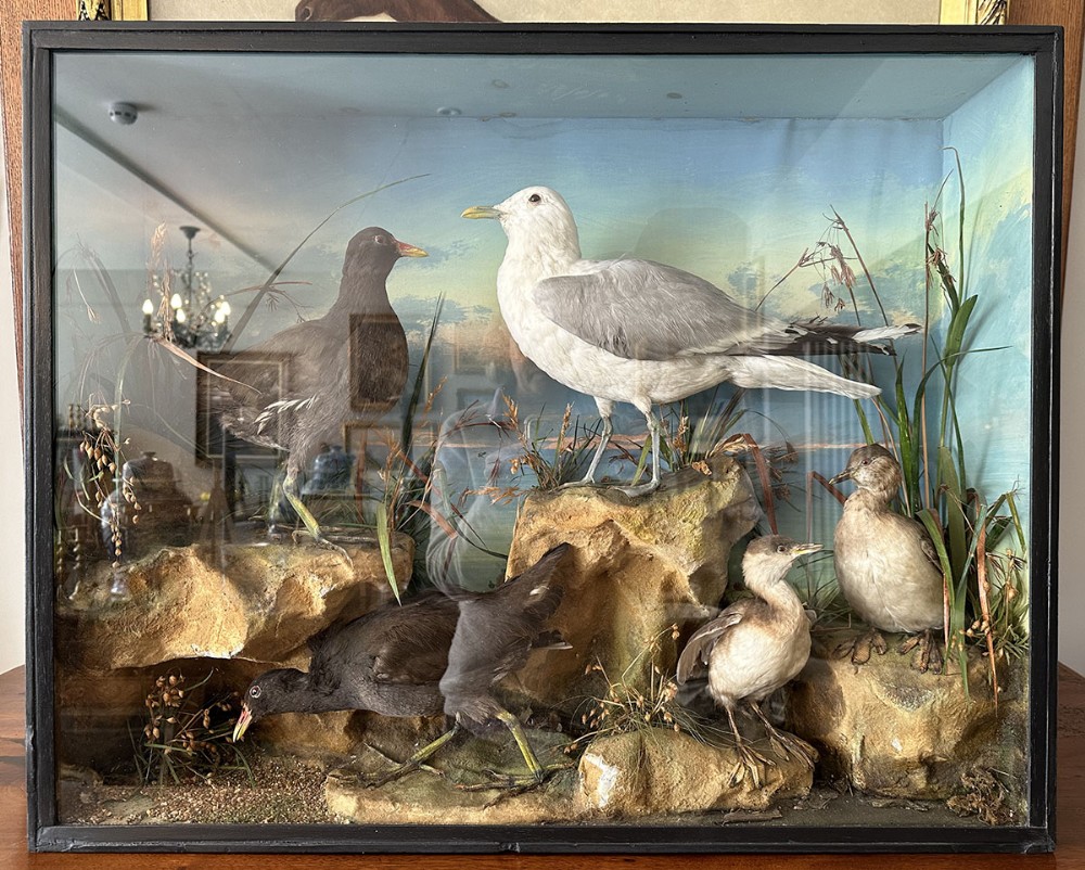 The Seagull - Antique Taxidermy