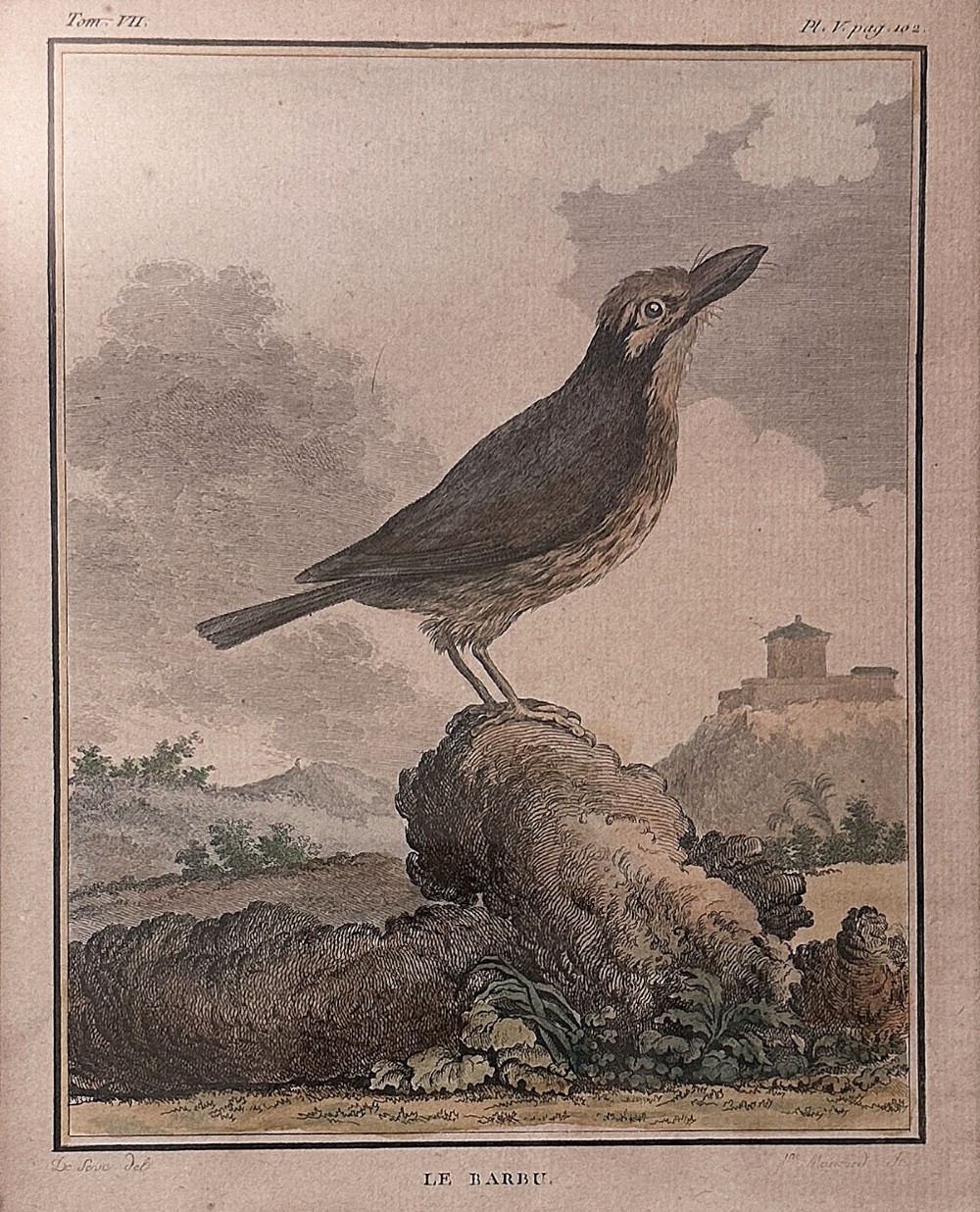 An antique copperplate engraving depicting a bird titled Le Barbu perched on a stone with a landscape background on aged paper.