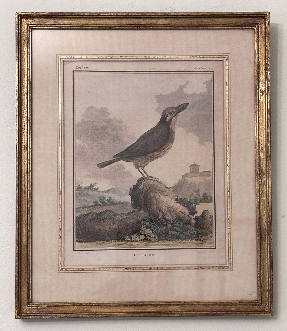 An antique copperplate engraving depicting a bird titled Le Barbu perched on a stone with a landscape background on aged paper. View II