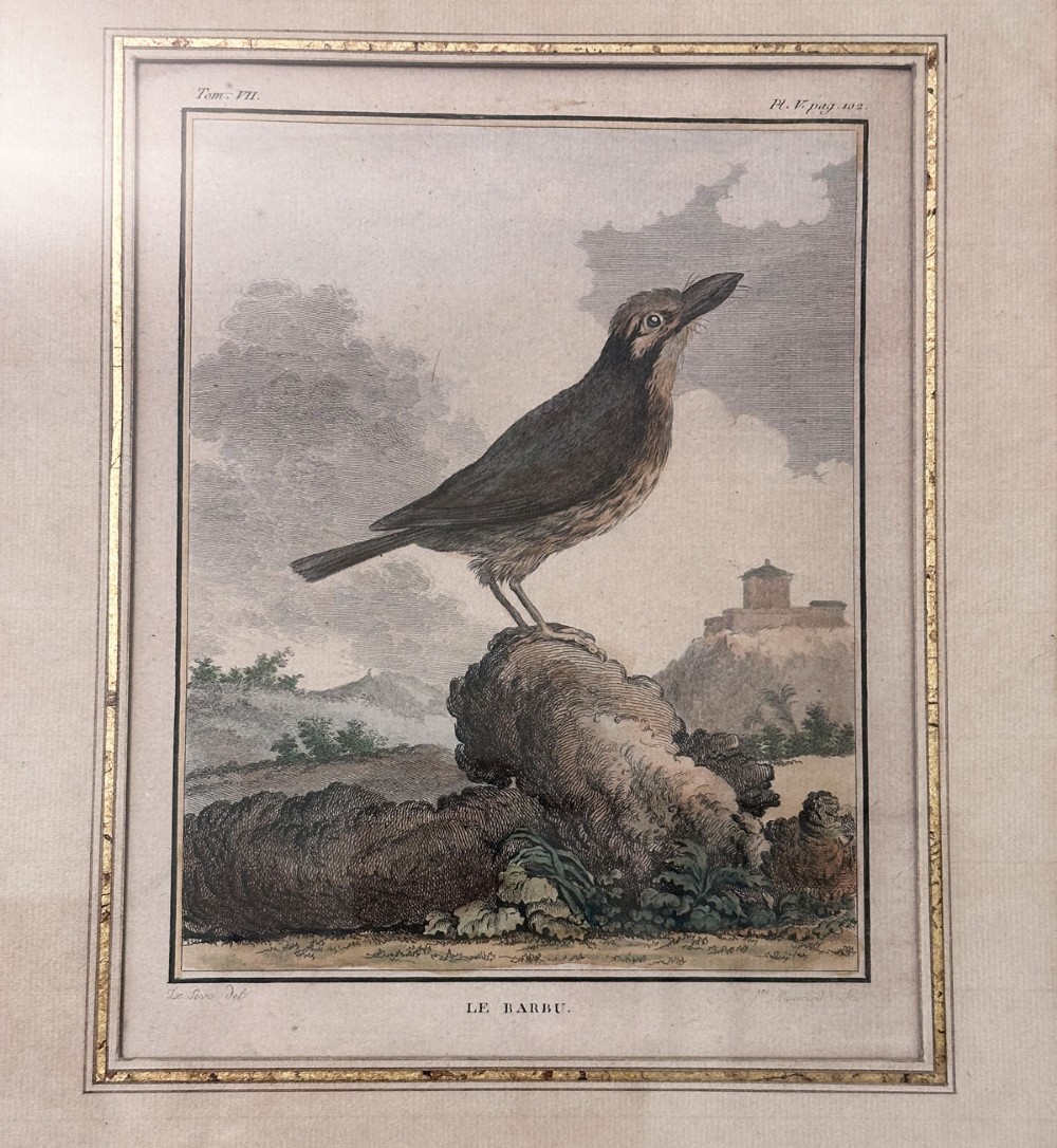 An antique copperplate engraving depicting a bird titled Le Barbu perched on a stone with a landscape background on aged paper. View III