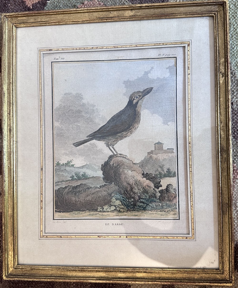 An antique copperplate engraving depicting a bird titled Le Barbu perched on a stone with a landscape background on aged paper. View IV