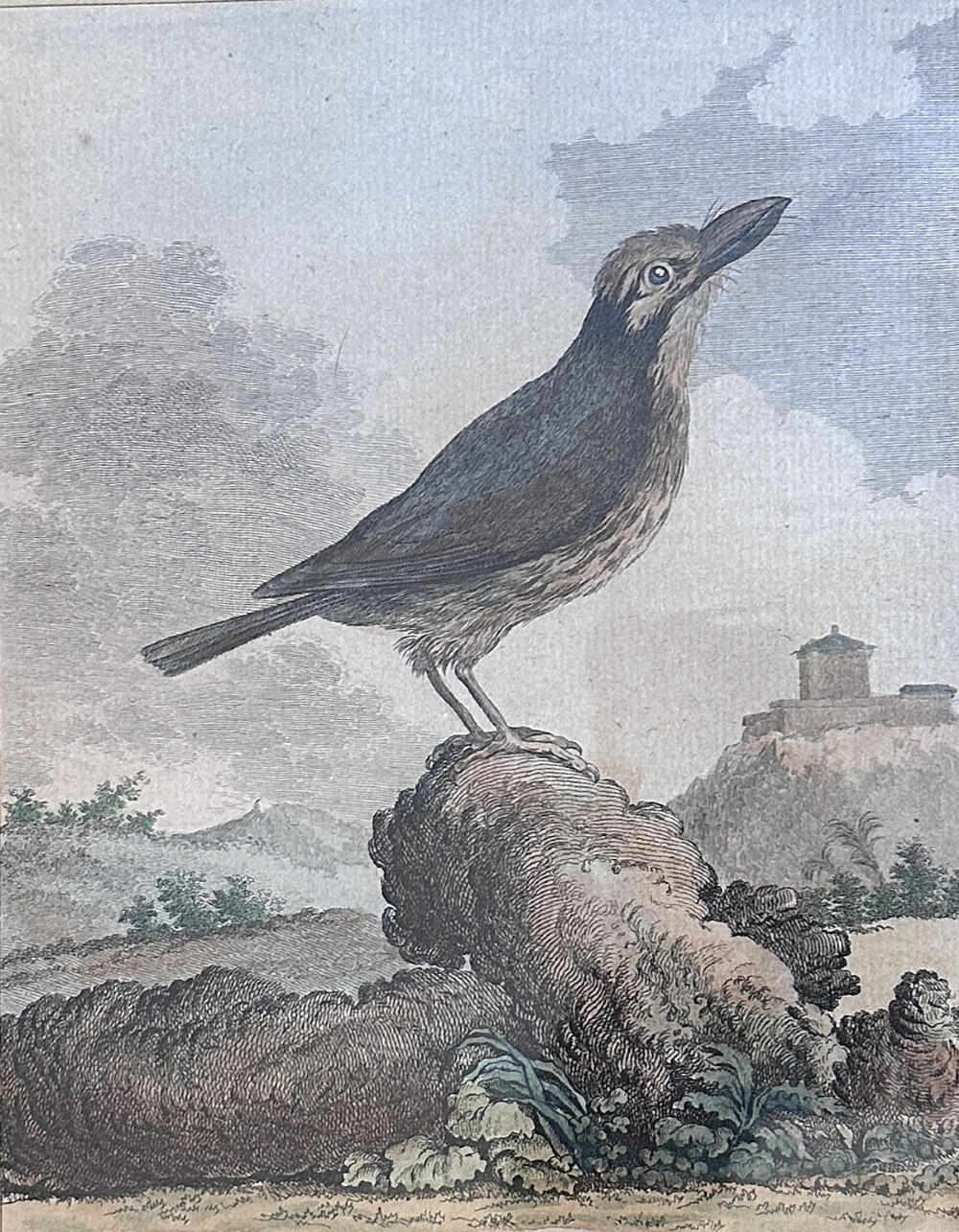 An antique copperplate engraving depicting a bird titled Le Barbu perched on a stone with a landscape background on aged paper. View V