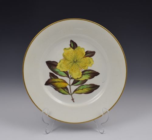 Derby Porcelain Botanical Dessert Plate C.1806 Curtis St John's Wort