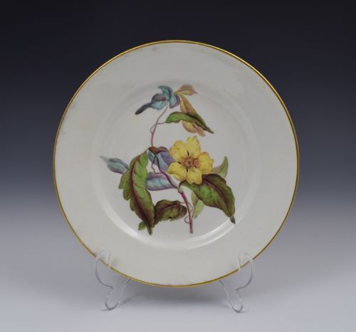 Derby Porcelain Botanical Dessert Plate C.1806 Toothed Leaved Hibbertia
