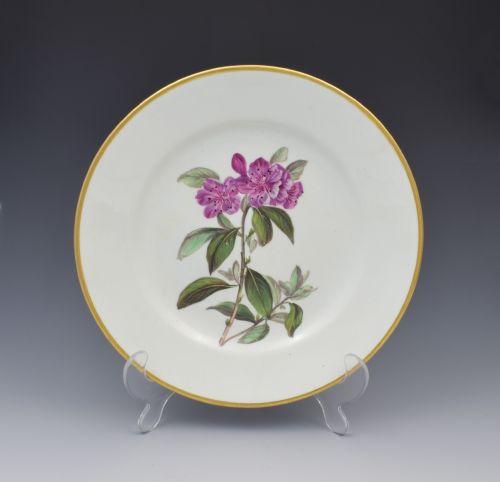 Derby Porcelain Botanical Dessert Plate Siberian Rhododendron C.1806