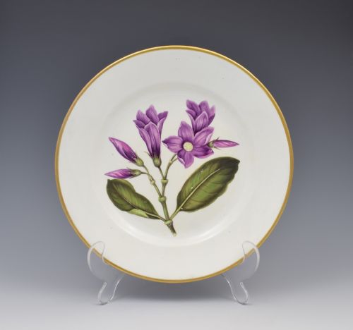 Derby Porcelain Botanical Dessert Plate Cryptostegia C.1806