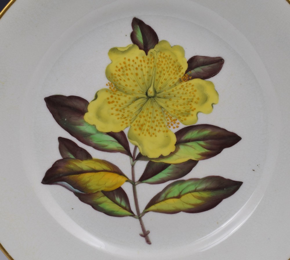 Derby Porcelain Botanical Dessert Plate c.1806 Curtis St John's Wort View II