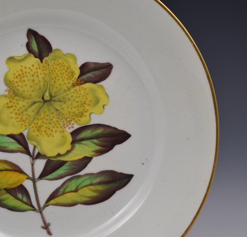 Derby Porcelain Botanical Dessert Plate c.1806 Curtis St John's Wort View IV