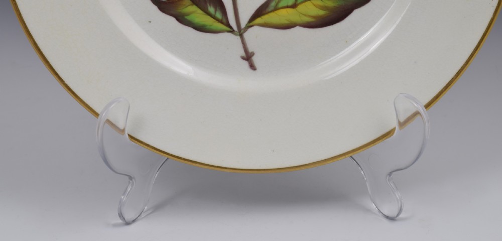 Derby Porcelain Botanical Dessert Plate c.1806 Curtis St John's Wort View V