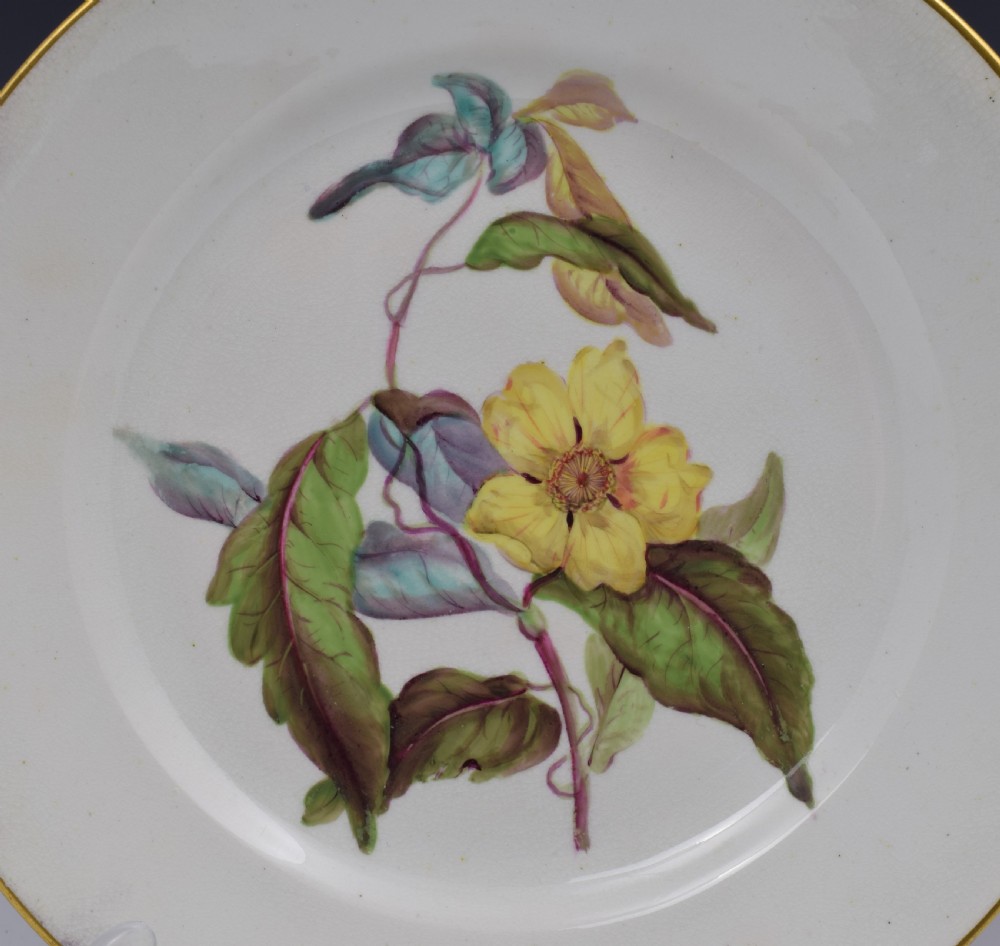 Derby Porcelain Botanical Dessert Plate c.1806 Toothed Leaved Hibbertia View II