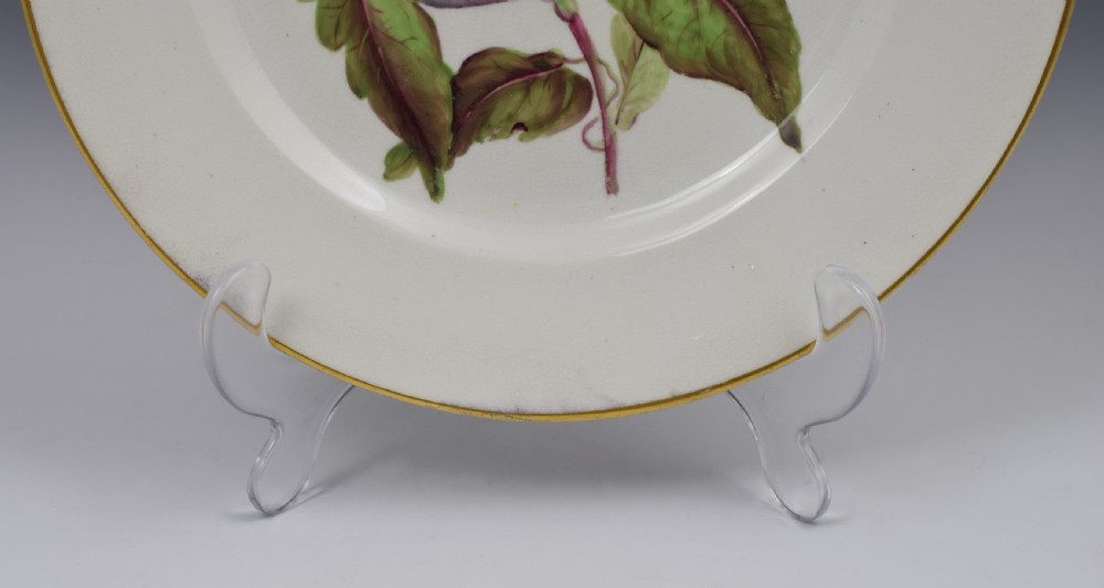 Derby Porcelain Botanical Dessert Plate c.1806 Toothed Leaved Hibbertia View V