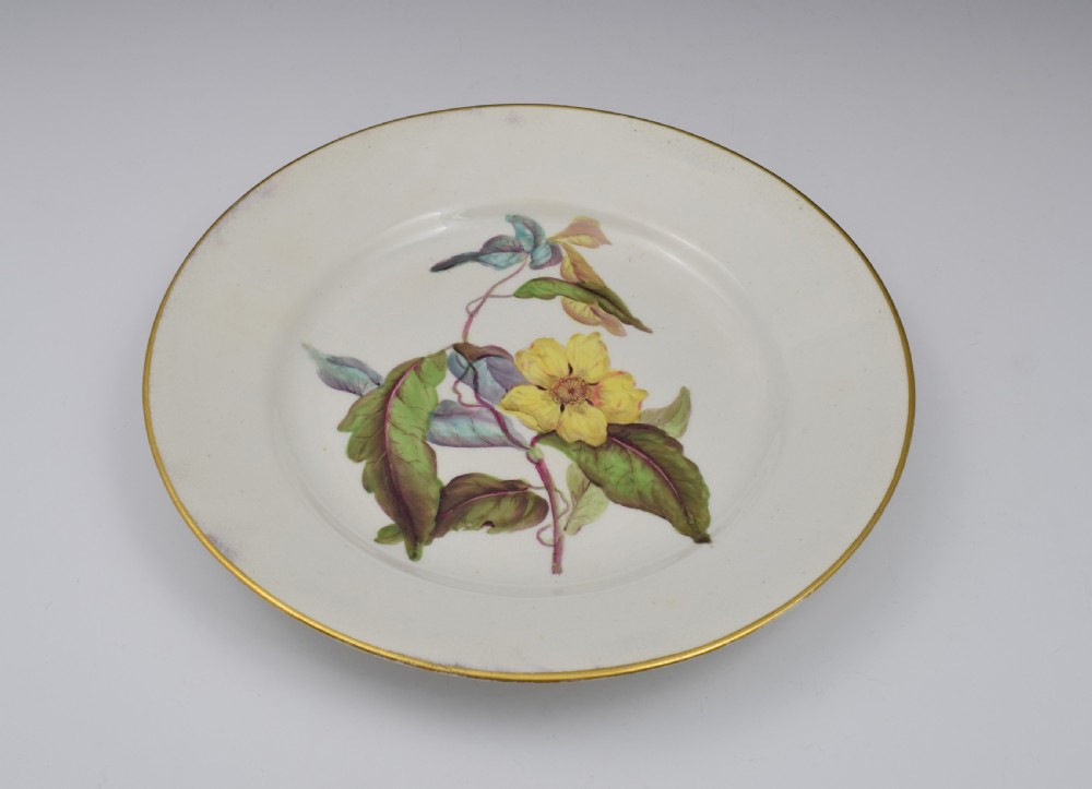 Derby Porcelain Botanical Dessert Plate c.1806 Toothed Leaved Hibbertia View VII
