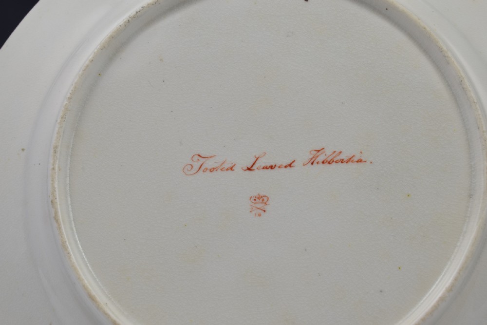 Derby Porcelain Botanical Dessert Plate c.1806 Toothed Leaved Hibbertia View IX