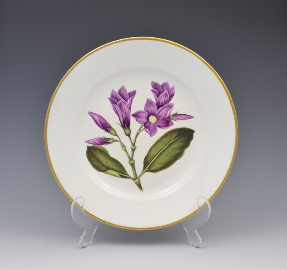 Derby Porcelain Botanical Dessert Plate Cryptostegia c.1806