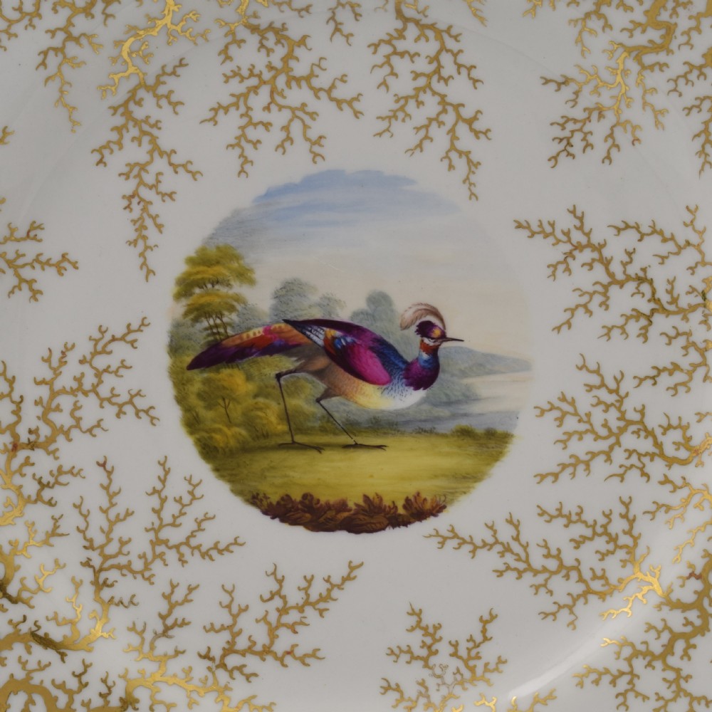 Flight Barr & Barr Worcester Porcelain Fancy Bird Dessert Plate c.1815 View III