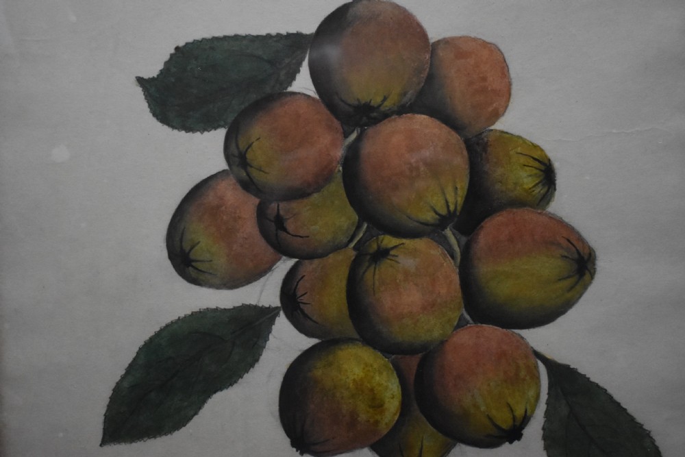 A pair of late 19th-century watercolour paintings depicting suspended bunches of apples with leaves, presented in light wood frames. View III
