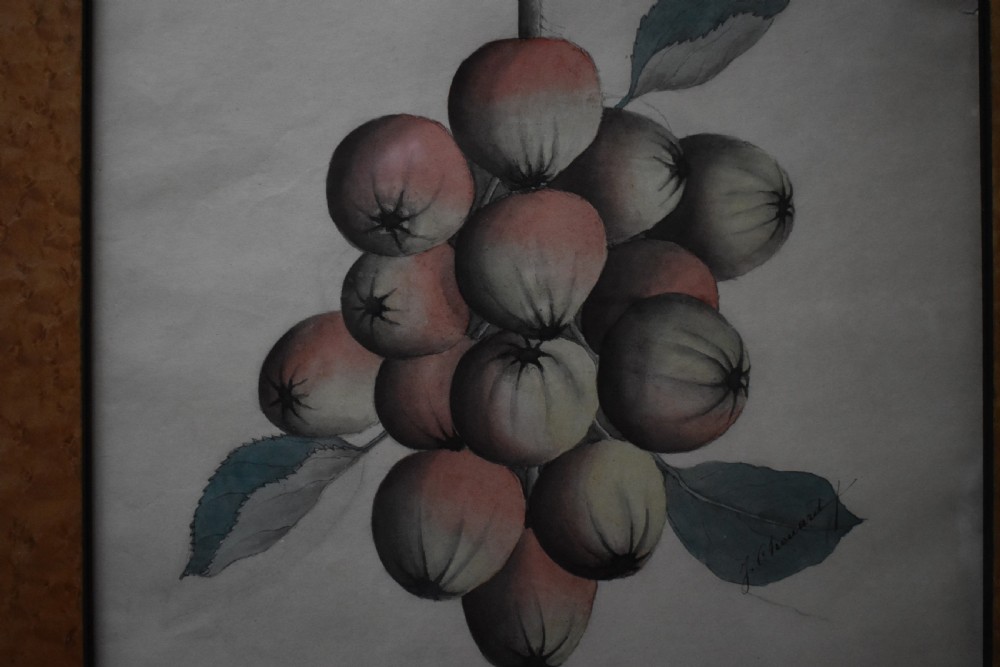 A pair of late 19th-century watercolour paintings depicting suspended bunches of apples with leaves, presented in light wood frames. View V