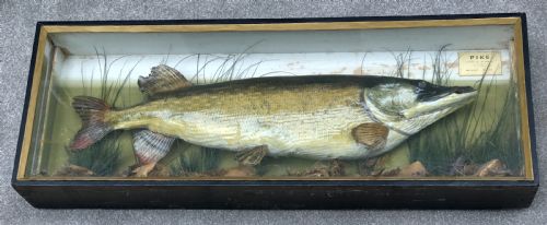 Massive Pike Contained in a Glazed  Case