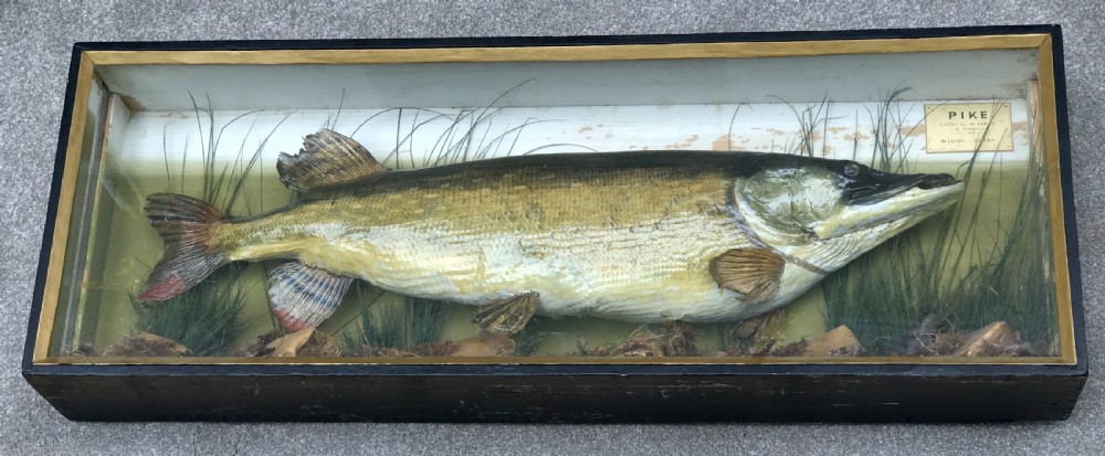 Massive Pike contained in a glazed  case