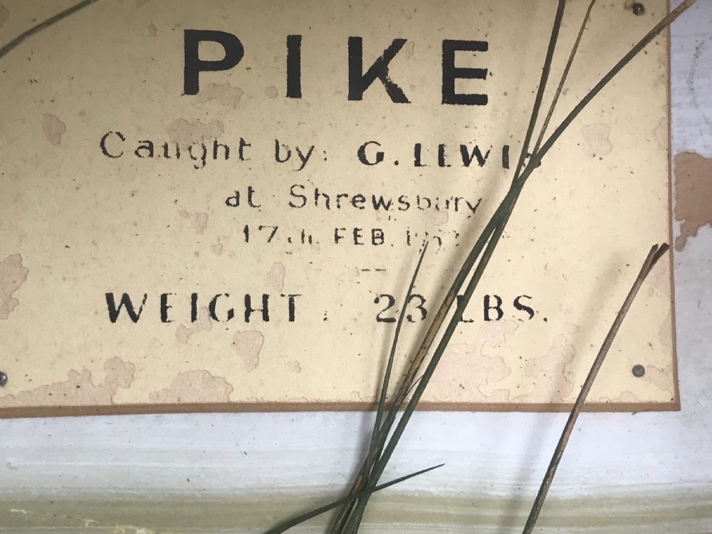 Massive Pike contained in a glazed  case View II