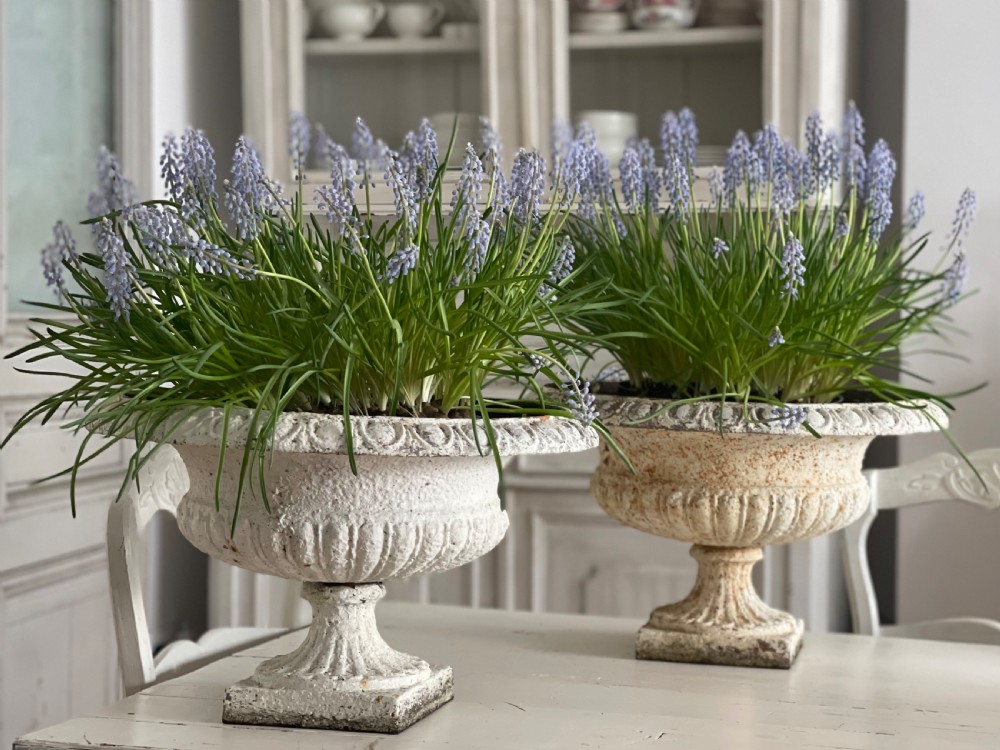 Pair of large antique French cast iron planters View X