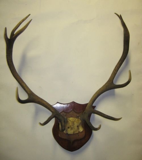 Pair of Scottish Antlers on Wooden Shield