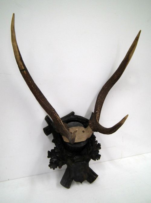 Set of Red Deer Stag Antlers