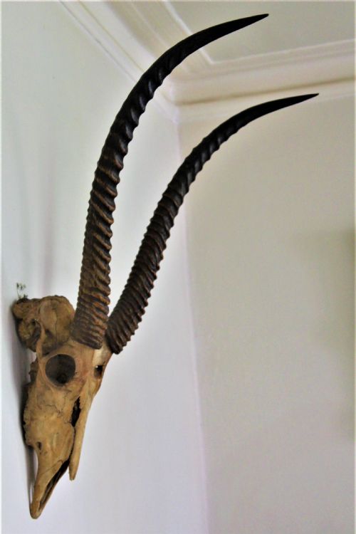 A VERY FINE EXAMPLE OF A SABLE ANTELOPE WITH WONDERFULLY LONG HORNS CIRCA 1870 - ADDITIONAL PHOTO 1