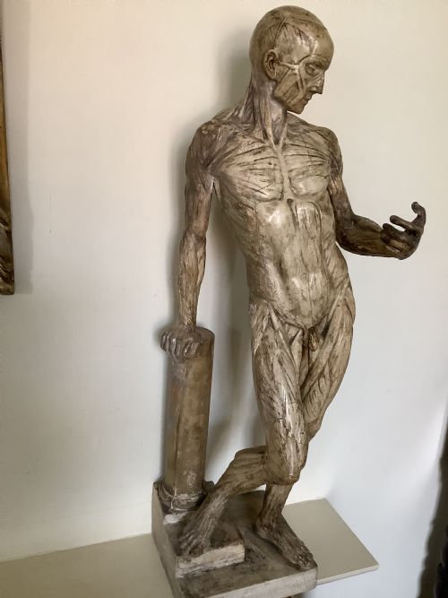 A Very Fine Plaster Cast of an Anatomical Model Entitled Ecorche a La Colonne Cast by D Brucciani and Co London