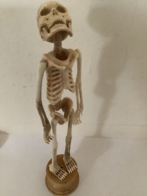 A STUNNING MEMENTO MORI SKELETON - ADDITIONAL PHOTO 2