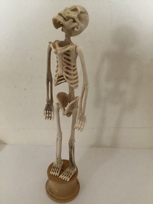 A STUNNING MEMENTO MORI SKELETON - ADDITIONAL PHOTO 7