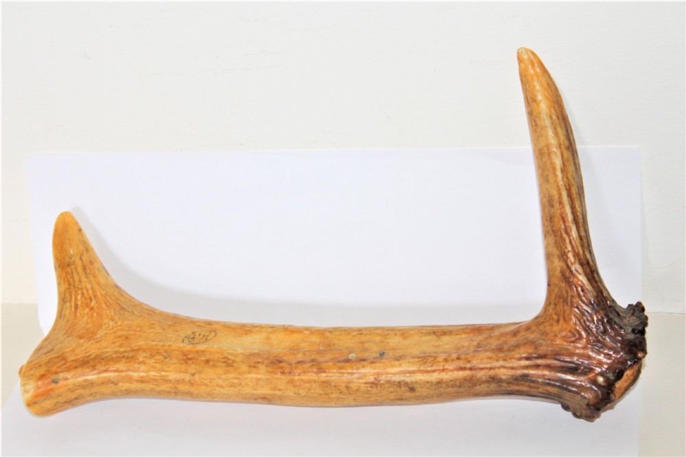 An antique cribbage board crafted from a natural stag antler featuring drilled scoring holes and incised lines. View III