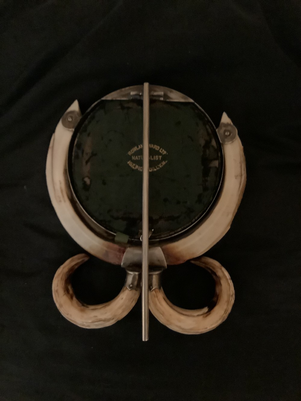 A  very attractive and decorative picture frame surrouded by boars tusks View III