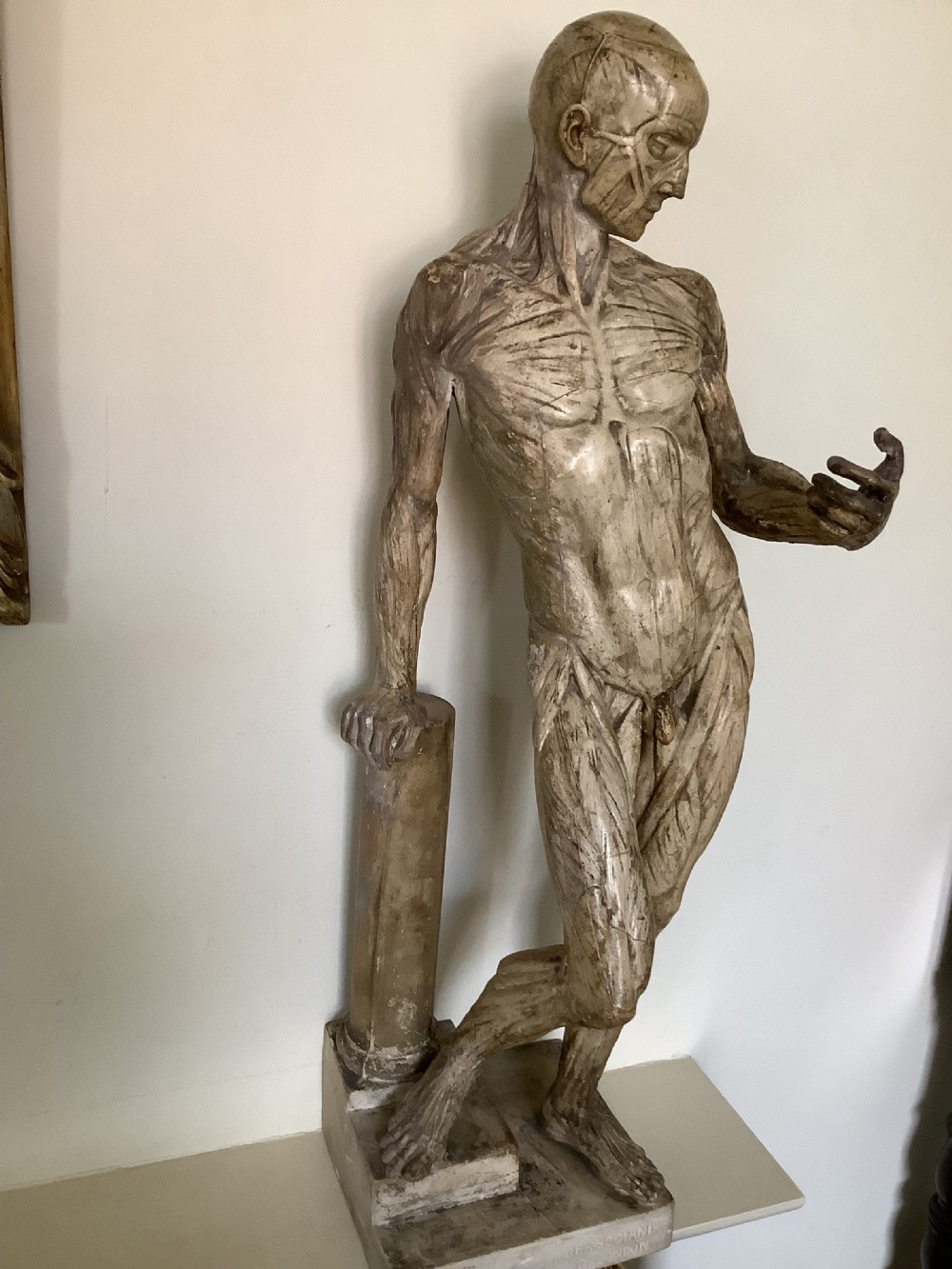 A very fine plaster cast of an Anatomical model entitled Ecorche A La Colonne cast by D Brucciani and Co London