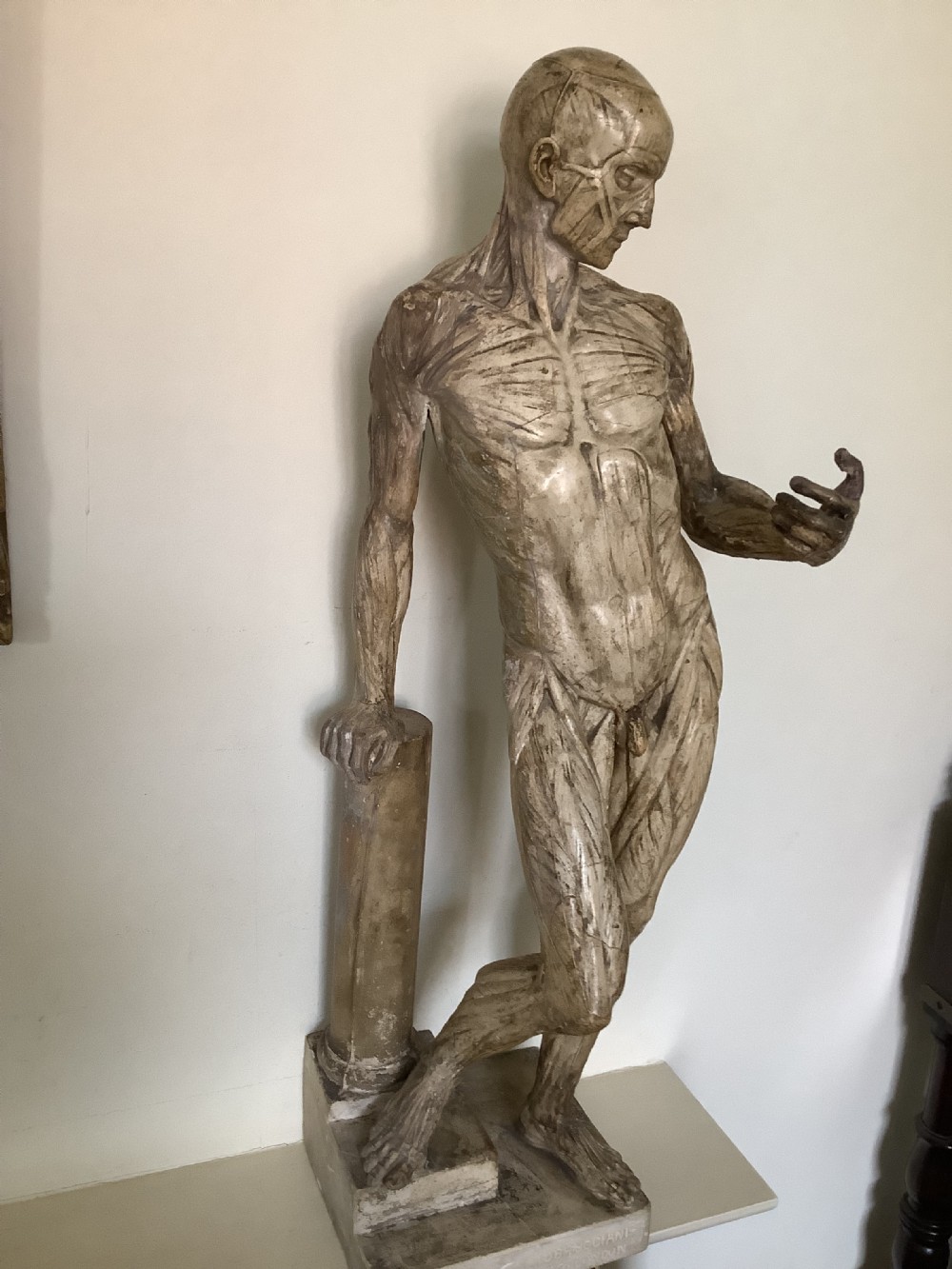 A very fine plaster cast of an Anatomical model entitled Ecorche A La Colonne cast by D Brucciani and Co London View II