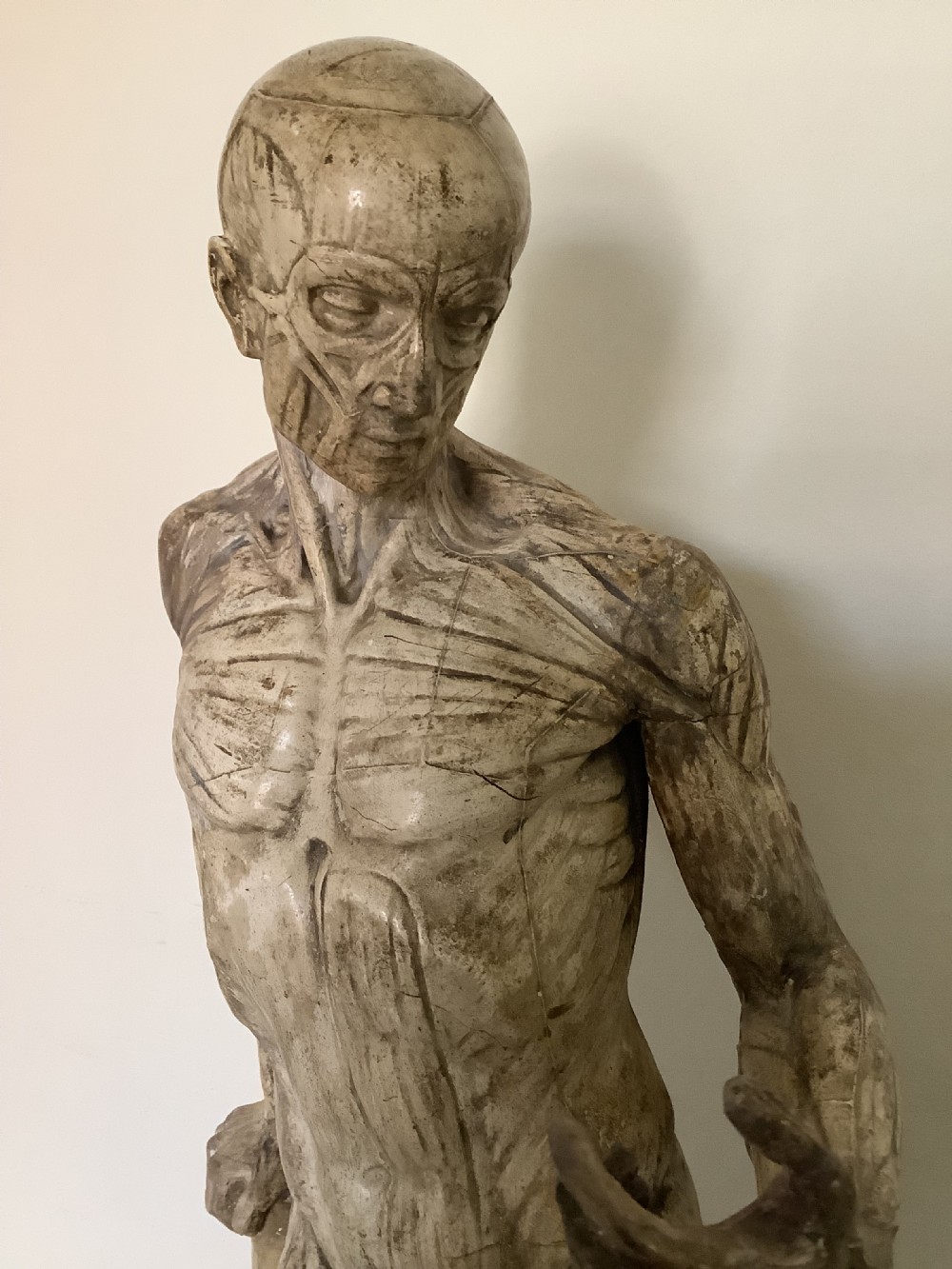 A very fine plaster cast of an Anatomical model entitled Ecorche A La Colonne cast by D Brucciani and Co London View VII