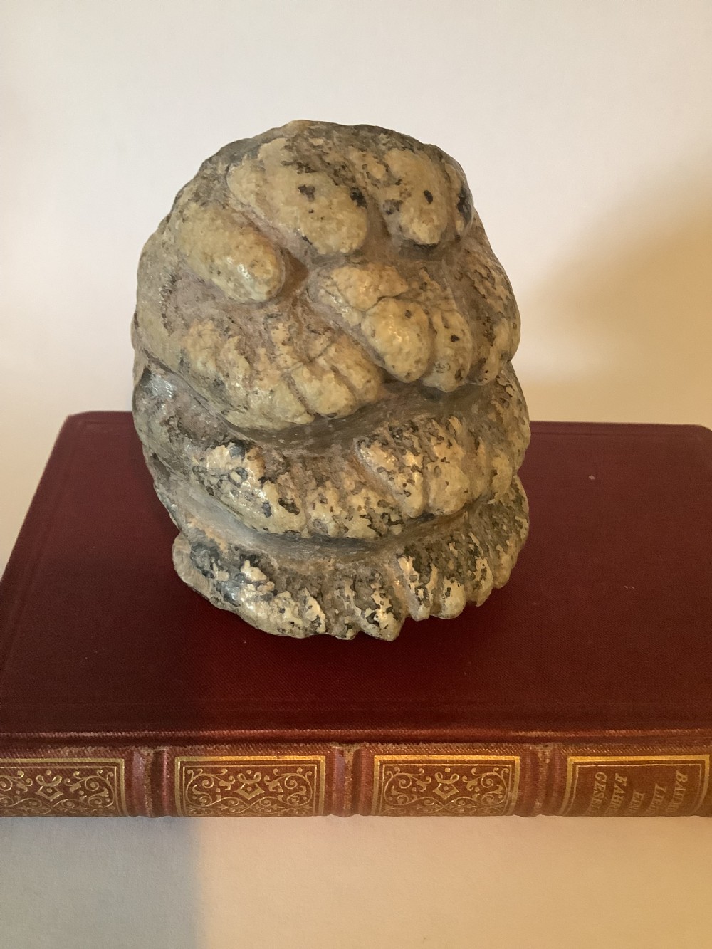 A mineralised prehistoric molar tooth specimen displaying distinct grey and tan ridges sitting on a book. View IV