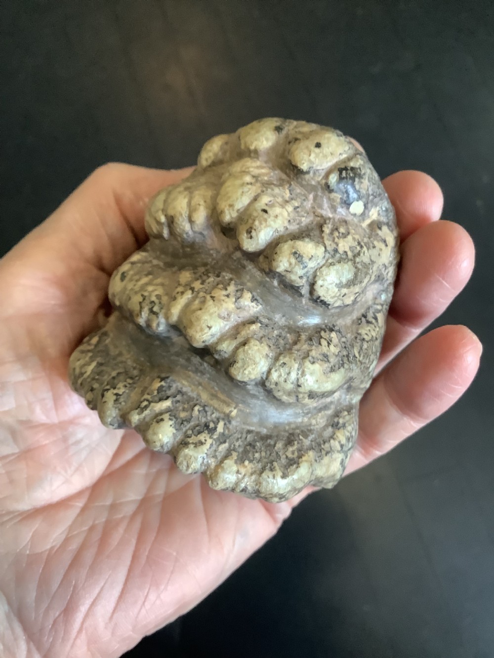 A mineralised prehistoric molar tooth specimen displaying distinct grey and tan ridges sitting on a book. View II