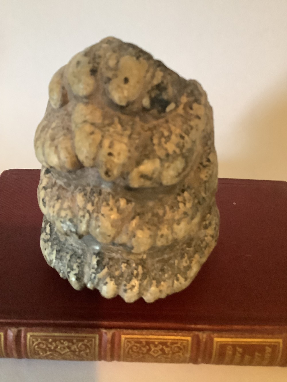 A mineralised prehistoric molar tooth specimen displaying distinct grey and tan ridges sitting on a book. View III
