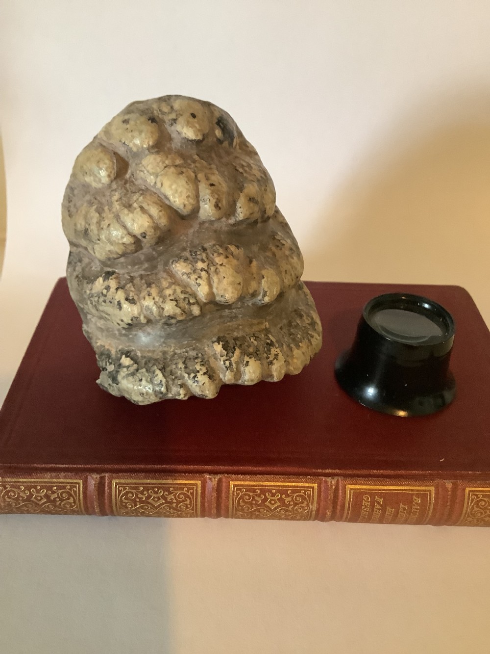 A mineralised prehistoric molar tooth specimen displaying distinct grey and tan ridges sitting on a book.