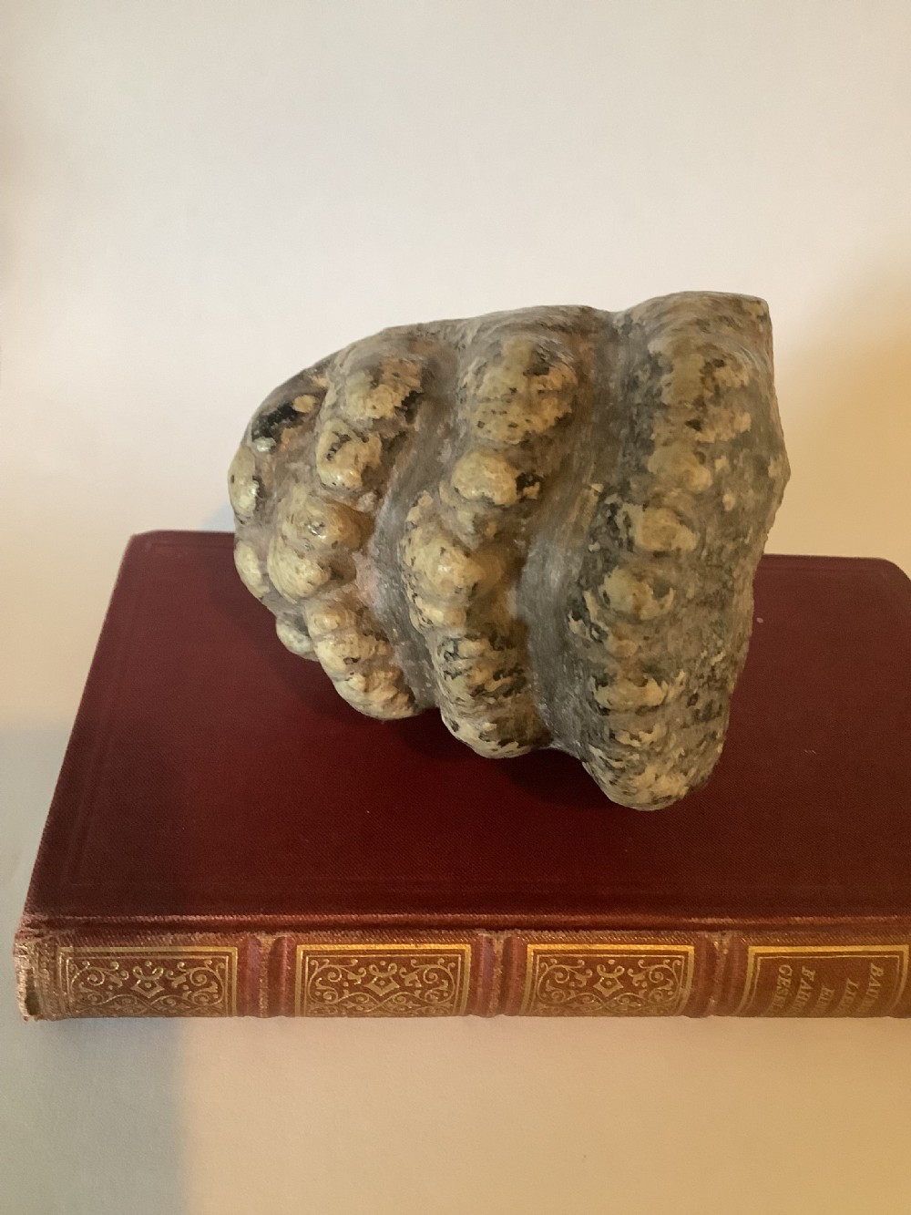 A mineralised prehistoric molar tooth specimen displaying distinct grey and tan ridges sitting on a book. View V