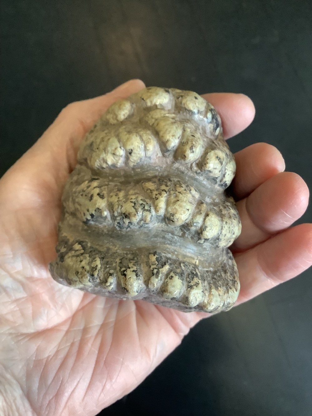 A mineralised prehistoric molar tooth specimen displaying distinct grey and tan ridges sitting on a book. View VI