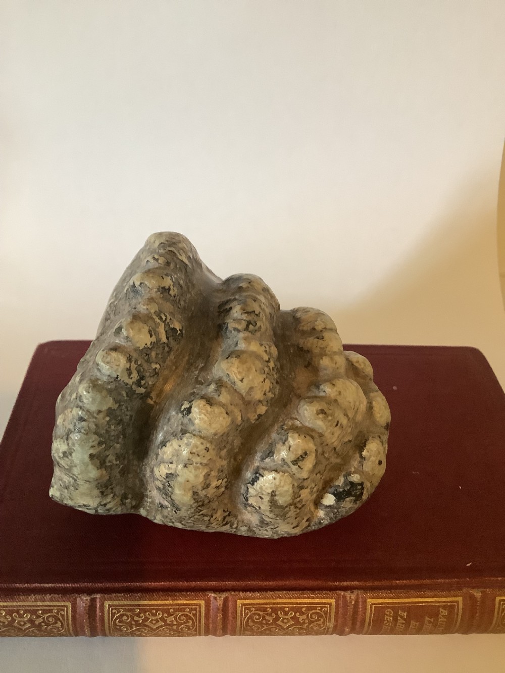 A mineralised prehistoric molar tooth specimen displaying distinct grey and tan ridges sitting on a book. View VII